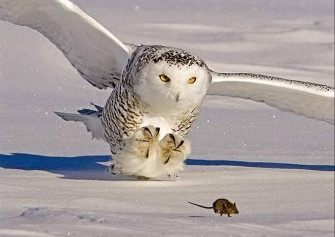 Animaux Animaux