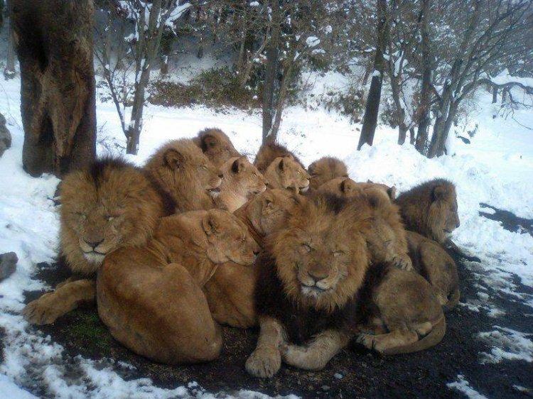 Animaux Animaux