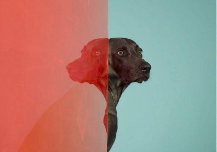 Animaux Animaux