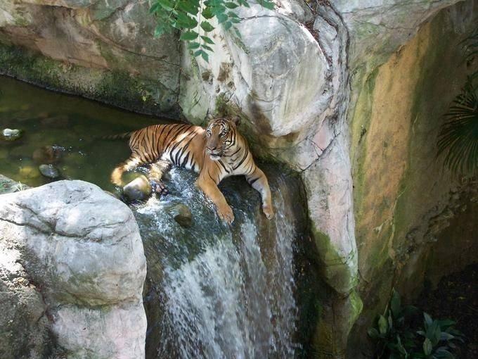Animaux Animaux