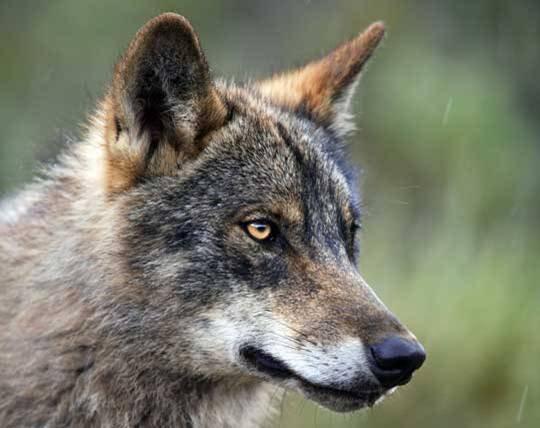 Animaux Animaux