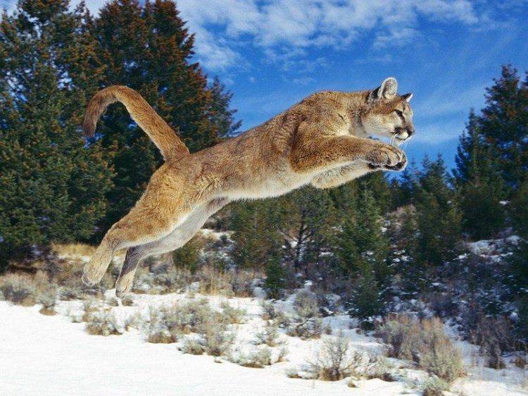 Animaux Animaux