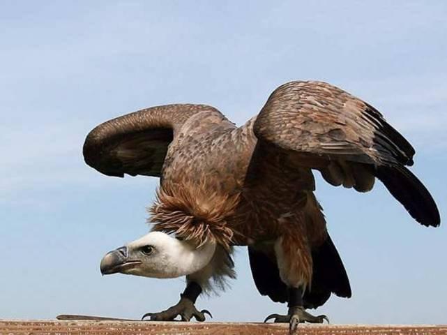 Animaux Animaux