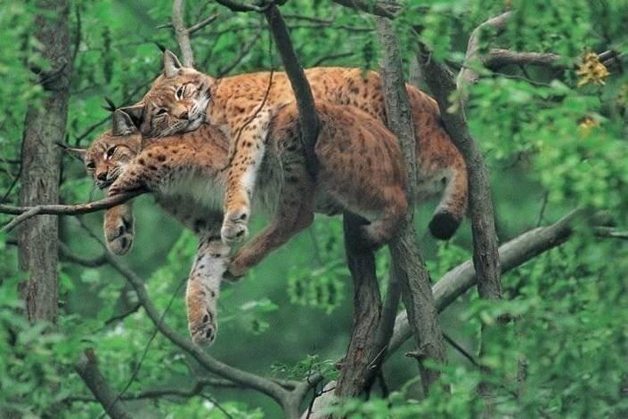 Animaux Animaux