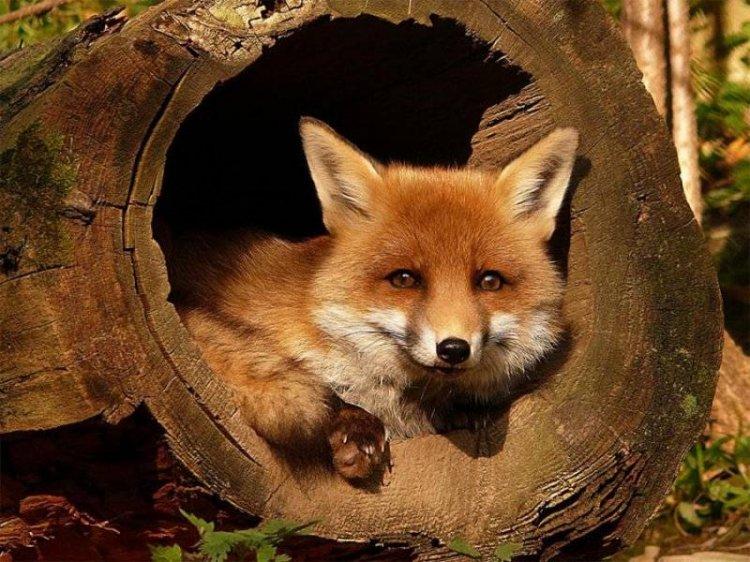 Animaux Animaux