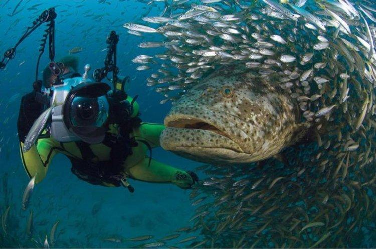 Animaux Animaux