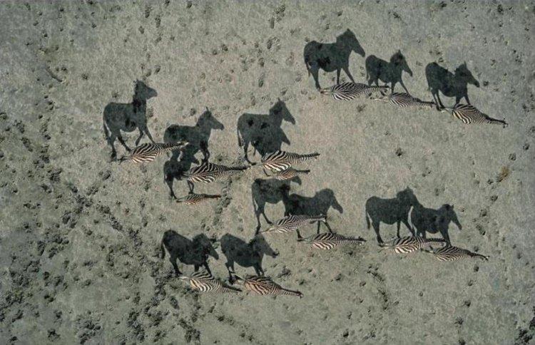Animaux Animaux