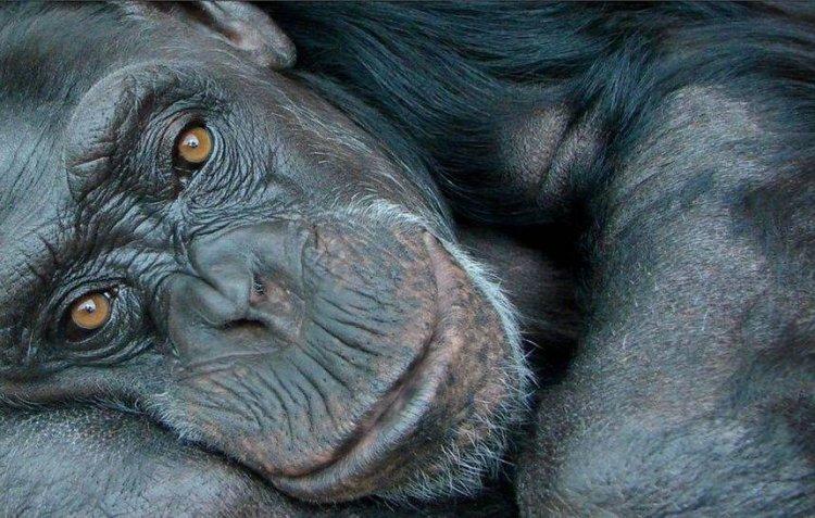Animaux Animaux