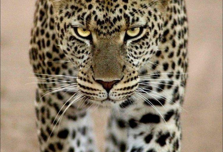 Animaux Animaux