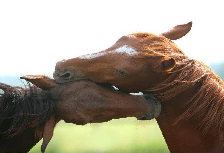 Animaux Animaux