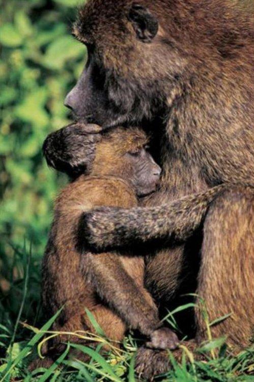 Animaux Animaux