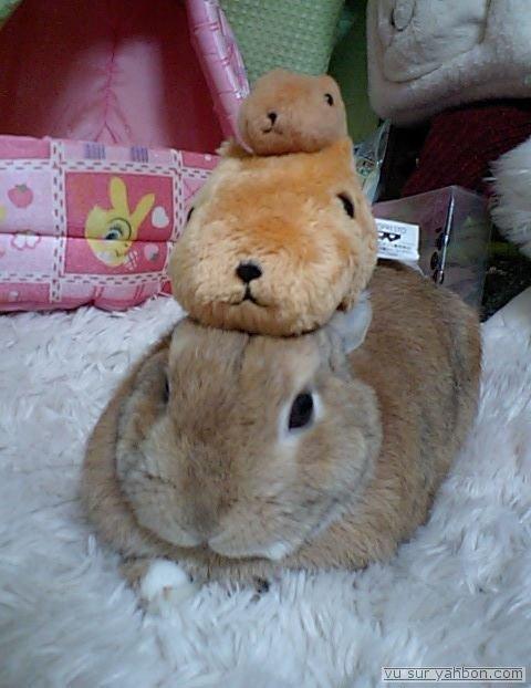 Animaux Animaux