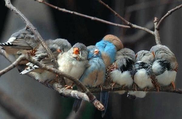 Animaux Animaux