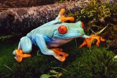 Animaux Animaux