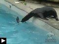 Videos: Le lion de mer et les pêcheurs + Bébé otarie apprend à nager