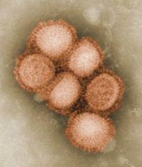 virus_grippe_H1N1
