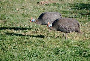 Quand une pintade rencontre une autre pintade, que se racontent-elles ? pintades