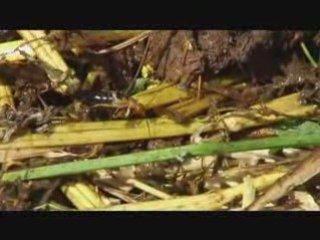La Terre vue de la Terre, alimentation industrielle: les hommes sont ils devenus fous? sortie Février 2010