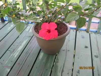 Sunflower & Hibiscus - Tournesol et Hibiscus