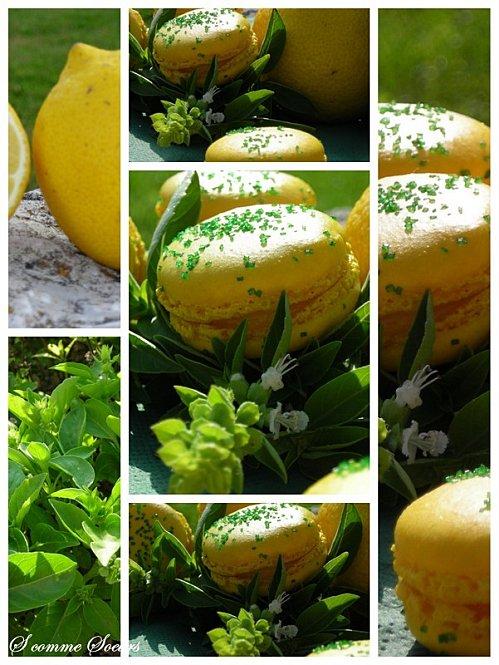 Macaron citron-basilic Macaron citron-basilic