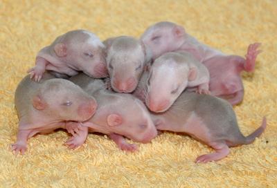 Rats: Peste 4ème génération 28909bbharimales.1254161271.jpg