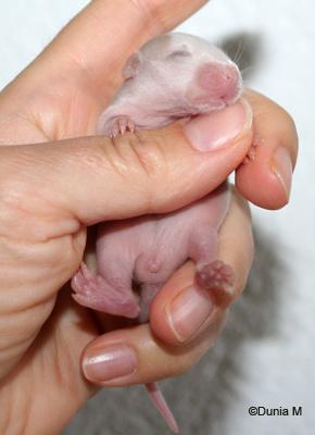 Rats: Peste 4ème génération 28909bbcalypso.1254160640.jpg