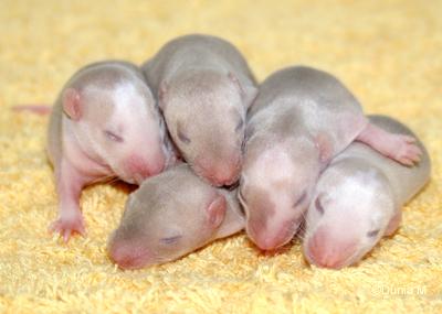 Rats: Peste 4ème génération 28909bbharifemelles.1254161740.jpg