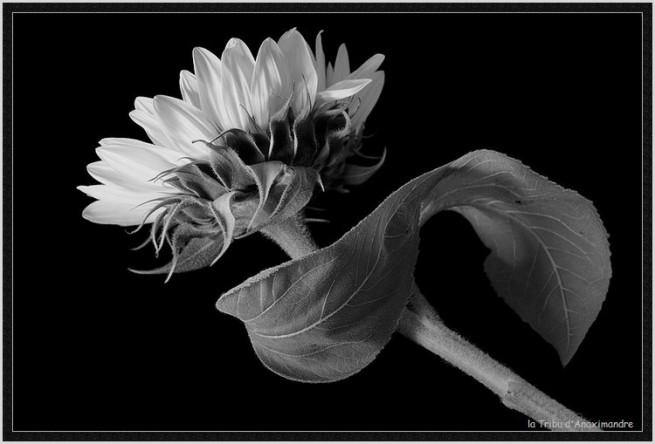 tournesol-noir-blanc-L-1.jpeg