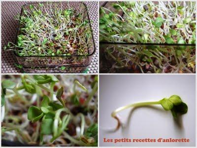 Mais qu'est ce que c'est ? Mes débuts de jardinière... Mais qu'est ce que c'est ? Mes débuts de jardinière...