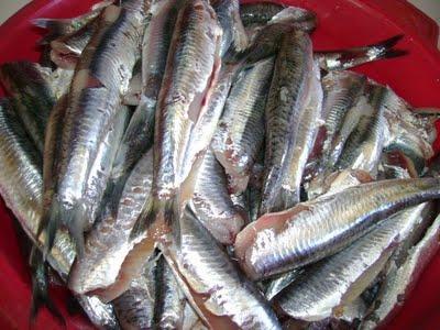 Chtitha sardine à l'algéroise (Sardines en sauce)