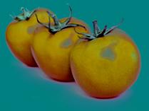 Belles tomates Belles tomates