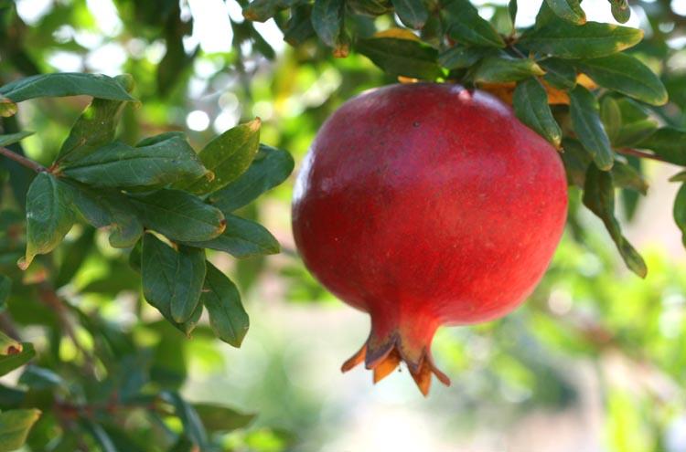 Red pomegranate  grenade rouge
