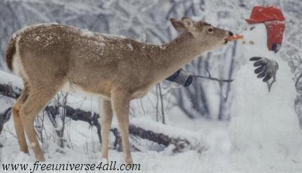 Images d’animaux amusantes