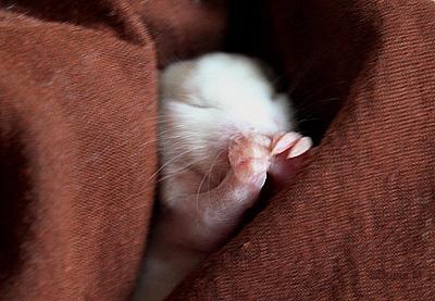 Rats: Peste 4ème génération 21009calypso.1254498813.jpg