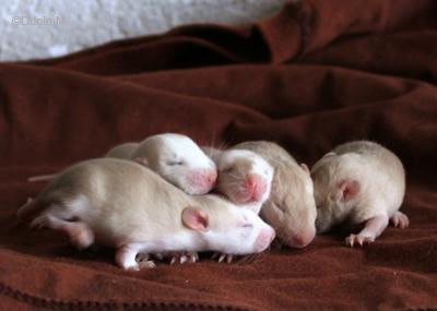 Rats: Peste 4ème génération 21009bbharif.1254498656.jpg