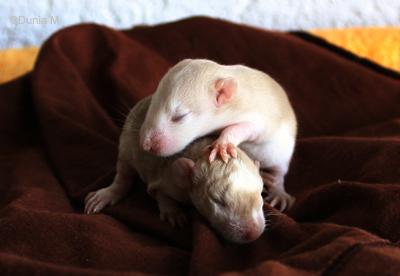 Rats: Peste 4ème génération 21009almibartetanos.1254498617.jpg