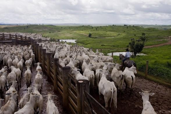 Cattle ranching survey Para State, Amazon Rainforest Cattle ranching survey Para State, Amazon Rainforest