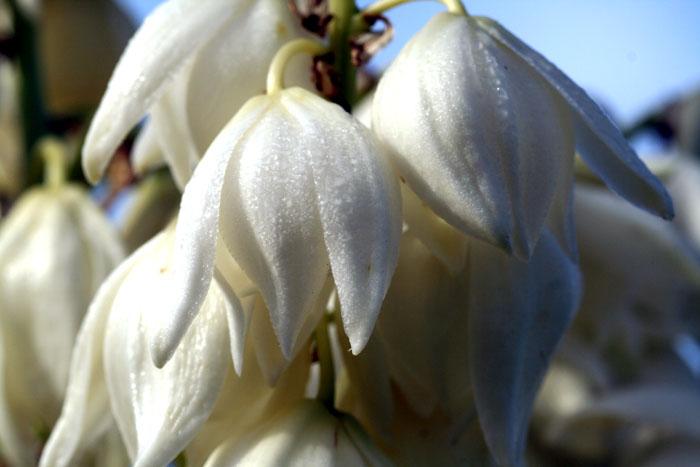 Yucca blossom fleur yucca flor de itabo