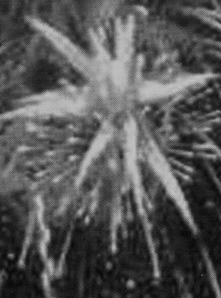 artifice01_p-o-arnaud.1254774706.jpg