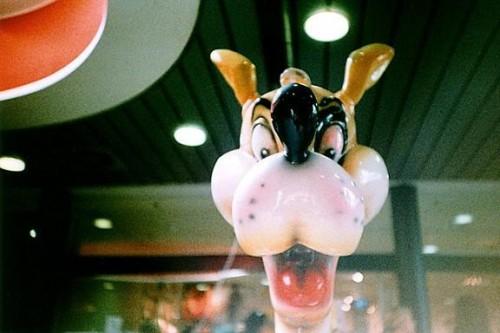 strangeanimals strangeanimals