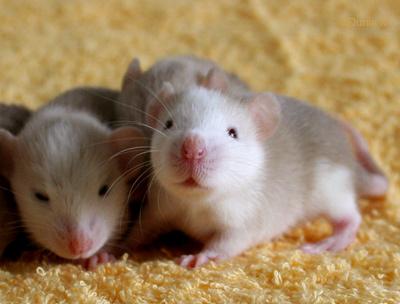 Rats: Peste 4ème génération Ratons de 18 jours