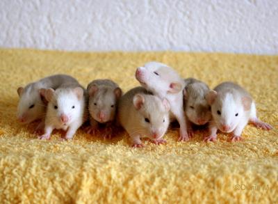 Rats: Peste 4ème génération Ratons de 18 jours