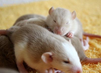 Rats: Peste 4ème génération Ratons de 18 jours
