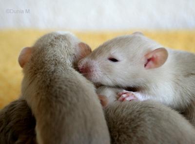 Rats: Peste 4ème génération Ratons de 18 jours