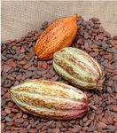 Crème corporelle Pénélope 1.0 cacao