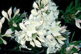Rhododendron 'White Lights'