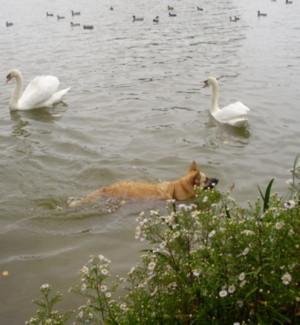 ET DU CHAGRIN D'AIMER A D'AUTRES ET DU CHAGRIN D'AIMER A D'AUTRES
