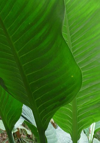 dieffenbachia