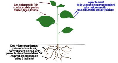 schéma-plantes-dépolluantes schéma-plantes-dépolluantes