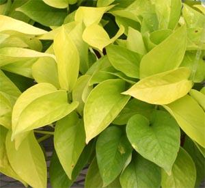 pothos-Lime